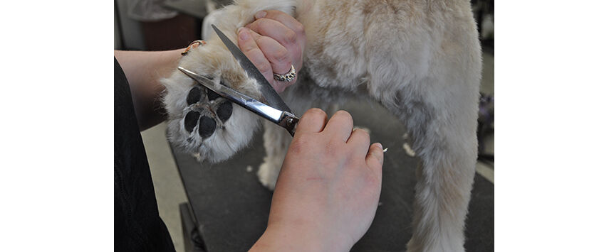 The Soft-Coated Wheaten Terrier